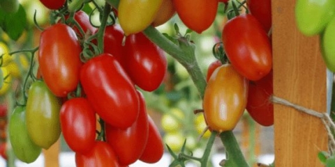 Paradajz alphonse f1: opis sorte, fotografije, recenzije